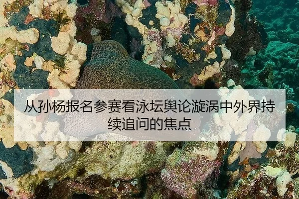 cong-sun-yang-bao-ming-can-sai-kan-yong-tan-yu-lun-xuan-wo-zhong-wai-jie-chi-xu-zhui-wen-de-jiao-dian-2-508.jpg